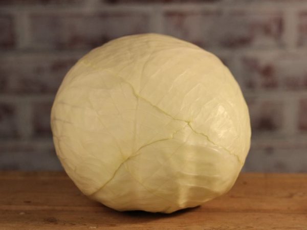 Large white Cabbage