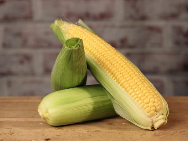 Fresh Sweet Corn Cobs
